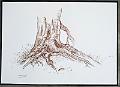 brou de noix_0002